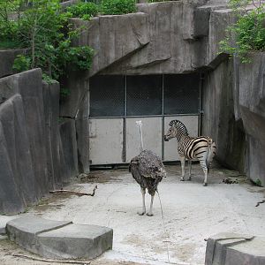 African Waterhole Exhibit - Damara Zebra and Ostrich