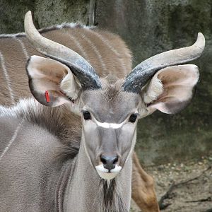African Waterhole Exhibit - Greater Kudu