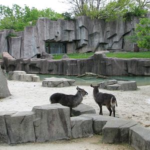African Waterhole Exhibit with African Lion or Spotted Hyena Exhibit in bac