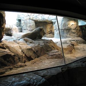 African Lion or Spotted Hyena Exhibit - Bedroom