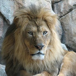 African Lion or Spotted Hyena Exhibit - Lion