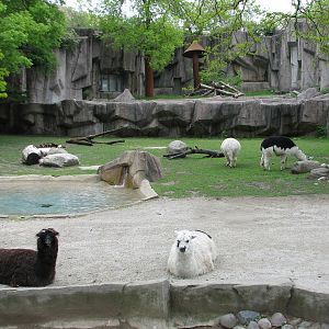 South American Exhibit with Jaguar Exhibit in background