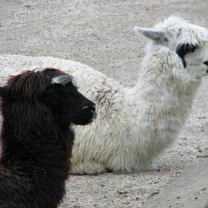 South American Exhibit - Alpaca