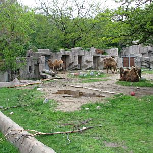 Bactrian Camel Exhibit