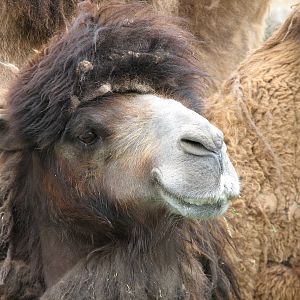 Bactrian Camel Exhibit