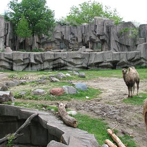 Bactrian Camel Exhibit with Amur Tiger Exhibit in background