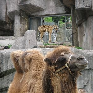Bactrian Camel Exhibit with Amur Tiger Exhibit in background