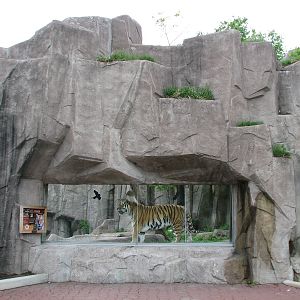 Amur Tiger Exhibit - Exterior Viewing Window