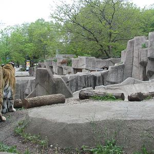 Amur Tiger Exhibit - Exterior