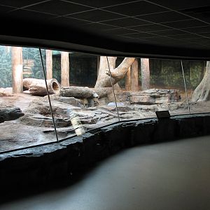 Amur Tiger Exhibit - Bedroom