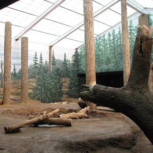 Amur Tiger Exhibit - Bedroom