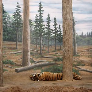 Amur Tiger Exhibit - Bedroom