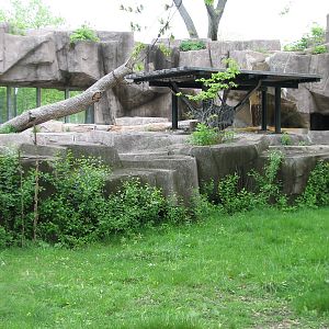 Malayan Tapir Exhibit with Asiatic Black Bear Exhibit in background
