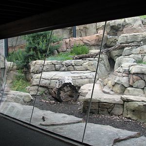 Snow Leopard Exhibit