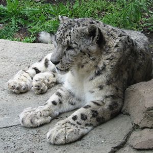 Snow Leopard Exhibit