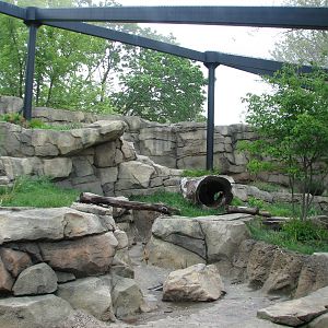 Snow Leopard Exhibit