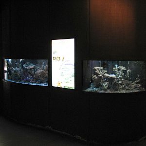 Animals of Australia - Great Barrier Reef Aquariums