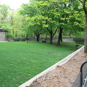 Animals of Australia - Red Kanagaroo and Emu Exhibit