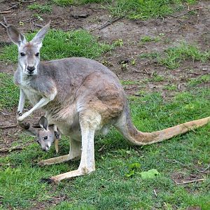 Animals of Australia - Red Kangaroo