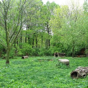 Wolf Woods - Gray Wolf Exhibit