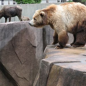 Brown Bear Exhibit with Moose, Mule Deer, and Wild Turkey Exhibit in backgr
