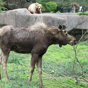 Moose, Mule Deer, and Wild Turkey Exhibit with Brown Bear Exhibit in backgr