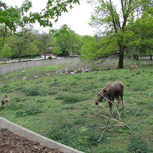Moose, Mule Deer, and Wild Turkey Exhibit