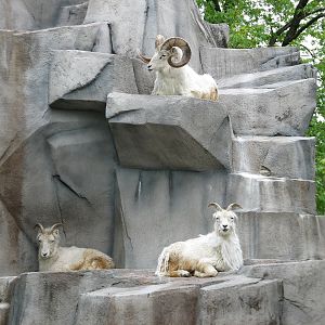 Dall Sheep Exhibit