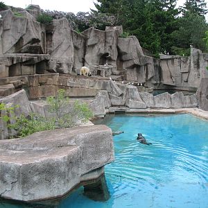 Harbor Seal Exhibit with Polar Bear Exhibit in background