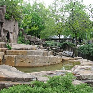 American Black Bear Exhibit