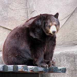 American Black Bear Exhibit