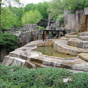 American Black Bear Exhibit