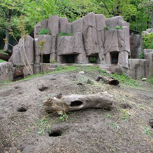 Black-tailed Prairie Dog Exhibit