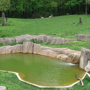 Elk or Red Deer Exhibit