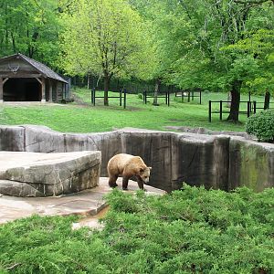 Grizzly Bear Exhibit with Elk or Red Deer Exhibit in background