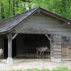 Caribou Exhibit