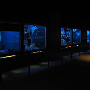 Small Mammals Building - Animals of the Night