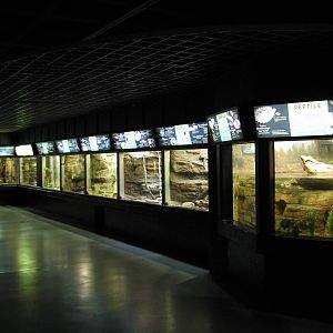 Aquatic and Reptile Center - Reptile Exhibits