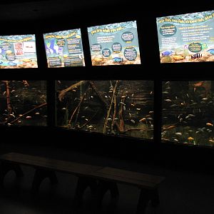 Aquatic and Reptile Center - African Lake Cichlid Exhibit
