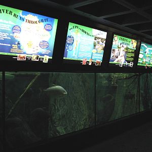 Aquatic and Reptile Center - Amazon Flooded Forest Exhibit