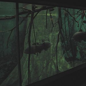 Aquatic and Reptile Center - Amazon Flooded Forest Exhibit