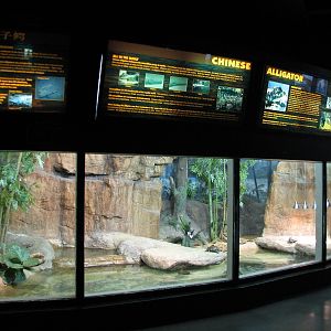 Aquatic and Reptile Center - Chinese Alligator and Red-eared Slider Exhibit