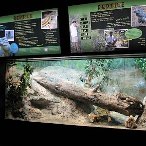 Aquatic and Reptile Center - Grand Cayman Blue Iguana Exhibit