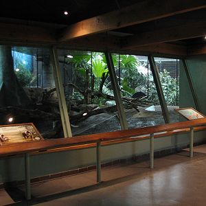 Primates of the World - Mandrill Exhibit