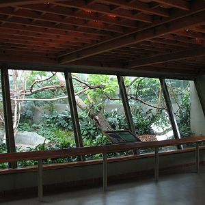 Primates of the World - Goeldis Monkey Exhibit