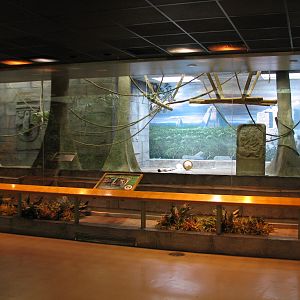 Primates of the World - Black-handed Spider Monkey Exhibit