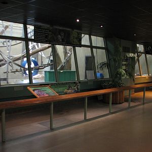 Primates of the World - Orangutan Exhibits