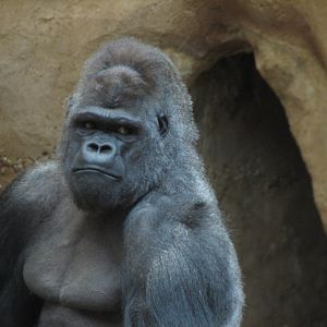 Apes of Africa - Gorilla Exhibit