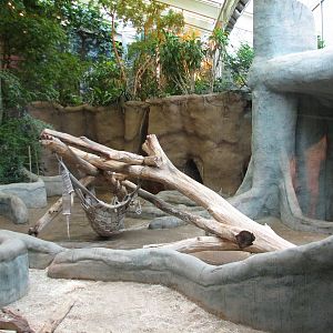 Apes of Africa - Gorilla Exhibit