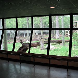 Apes of Africa - Gorilla Exhibit Outdoor Yard Viewing Area